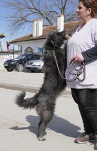 TAMEA, Hund, Briard-Mix in Bulgarien - Bild 18