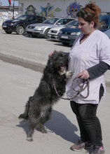 TAMEA, Hund, Briard-Mix in Bulgarien - Bild 19