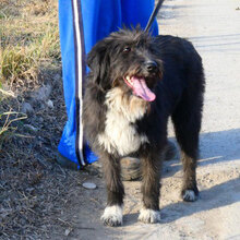 TAMEA, Hund, Briard-Mix in Bulgarien - Bild 2