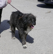 TAMEA, Hund, Briard-Mix in Bulgarien - Bild 20