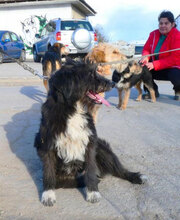 TAMEA, Hund, Briard-Mix in Bulgarien - Bild 4