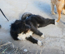 TAMEA, Hund, Briard-Mix in Bulgarien - Bild 5