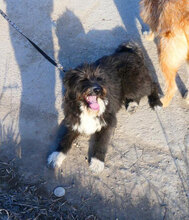 TAMEA, Hund, Briard-Mix in Bulgarien - Bild 6