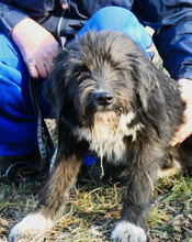 TAMEA, Hund, Briard-Mix in Bulgarien - Bild 7