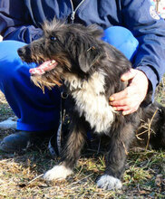 TAMEA, Hund, Briard-Mix in Bulgarien - Bild 8