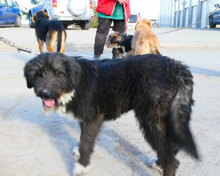 TAMEA, Hund, Briard-Mix in Bulgarien - Bild 9