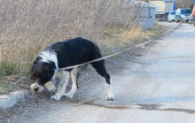 TOSCA, Hund, Mischlingshund in Bochum - Bild 3