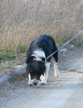 TOSCA, Hund, Mischlingshund in Bochum - Bild 4