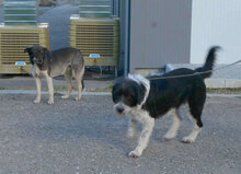 TOSCA, Hund, Mischlingshund in Bochum - Bild 8