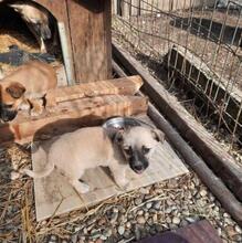 JOY, Hund, Mischlingshund in Rumänien - Bild 1