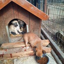 JOY, Hund, Mischlingshund in Rumänien - Bild 2