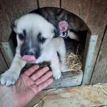 JOY, Hund, Mischlingshund in Rumänien - Bild 5