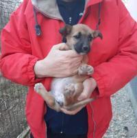 JOY, Hund, Mischlingshund in Rumänien - Bild 8