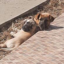LEA, Hund, Mischlingshund in Rumänien - Bild 2