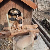 LEA, Hund, Mischlingshund in Rumänien - Bild 3
