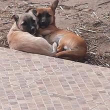 LEA, Hund, Mischlingshund in Rumänien - Bild 6