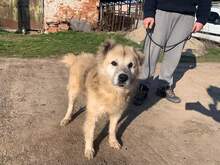 ILLYA, Hund, Mischlingshund in Rumänien - Bild 2