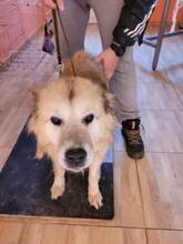 ILLYA, Hund, Mischlingshund in Rumänien - Bild 7