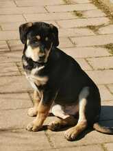 MARLON, Hund, Mischlingshund in Italien