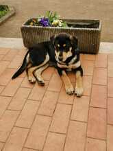 MARLON, Hund, Mischlingshund in Italien - Bild 6