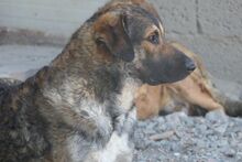 BRANDO, Hund, Maremmano-Deutscher Schäferhund-Mix in Italien - Bild 12