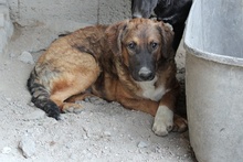 BRANDO, Hund, Maremmano-Deutscher Schäferhund-Mix in Italien - Bild 24