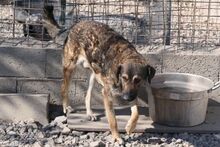 BRANDO, Hund, Maremmano-Deutscher Schäferhund-Mix in Italien - Bild 5