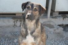 BRANDO, Hund, Mischlingshund in Italien - Bild 1
