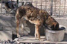 BRANDO, Hund, Mischlingshund in Italien - Bild 4