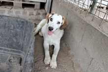 FRANK, Hund, Maremmano-Deutscher Schäferhund-Mix in Italien - Bild 23