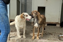 FRANK, Hund, Maremmano-Deutscher Schäferhund-Mix in Italien - Bild 29