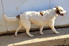 FRANK, Hund, Mischlingshund in Italien - Bild 10