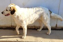 FRANK, Hund, Mischlingshund in Italien - Bild 2