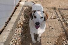 FRANK, Hund, Mischlingshund in Italien - Bild 4