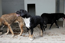 MARLON, Hund, Maremmano-Deutscher Schäferhund-Mix in Italien - Bild 17