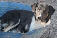 MARLON, Hund, Maremmano-Deutscher Schäferhund-Mix in Italien - Bild 18