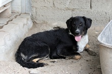 MARLON, Hund, Maremmano-Deutscher Schäferhund-Mix in Italien - Bild 22