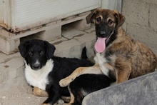 MARLON, Hund, Maremmano-Deutscher Schäferhund-Mix in Italien - Bild 23