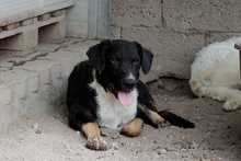 MARLON, Hund, Maremmano-Deutscher Schäferhund-Mix in Italien - Bild 24