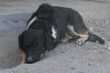 MARLON, Hund, Maremmano-Deutscher Schäferhund-Mix in Italien - Bild 9