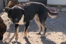 MARLON, Hund, Mischlingshund in Italien - Bild 3