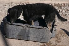 MARLON, Hund, Mischlingshund in Italien - Bild 4