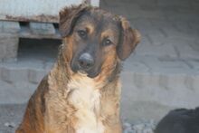 SINATRA, Hund, Mischlingshund in Italien - Bild 1