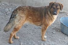 SINATRA, Hund, Mischlingshund in Italien - Bild 3