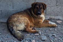 SINATRA, Hund, Mischlingshund in Italien - Bild 4
