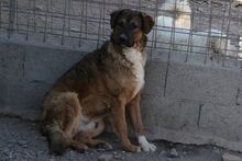 SINATRA, Hund, Mischlingshund in Italien - Bild 6
