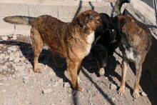 SINATRA, Hund, Mischlingshund in Italien - Bild 7