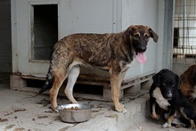 SINATRA, Hund, Mischlingshund in Italien - Bild 9