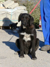 TAMMY, Hund, Mischlingshund in Bulgarien - Bild 1