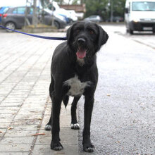 TAMMY, Hund, Mischlingshund in Bulgarien - Bild 12